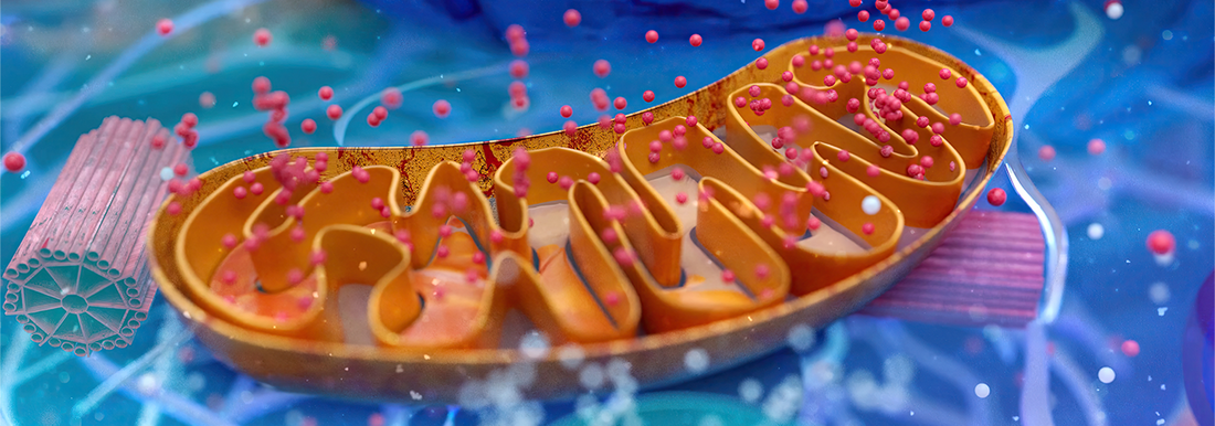 Mitochondria and their role in healthy aging