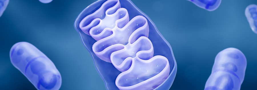 The Journey of a Fatty Acid: From Fat Cells to Mitochondria