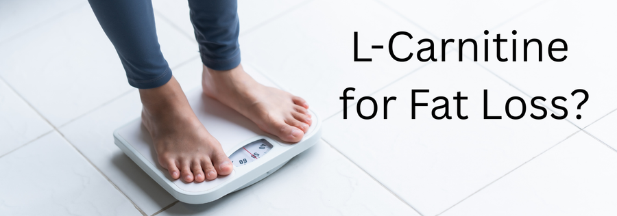 L-Carnitine and fat burning process for energy production